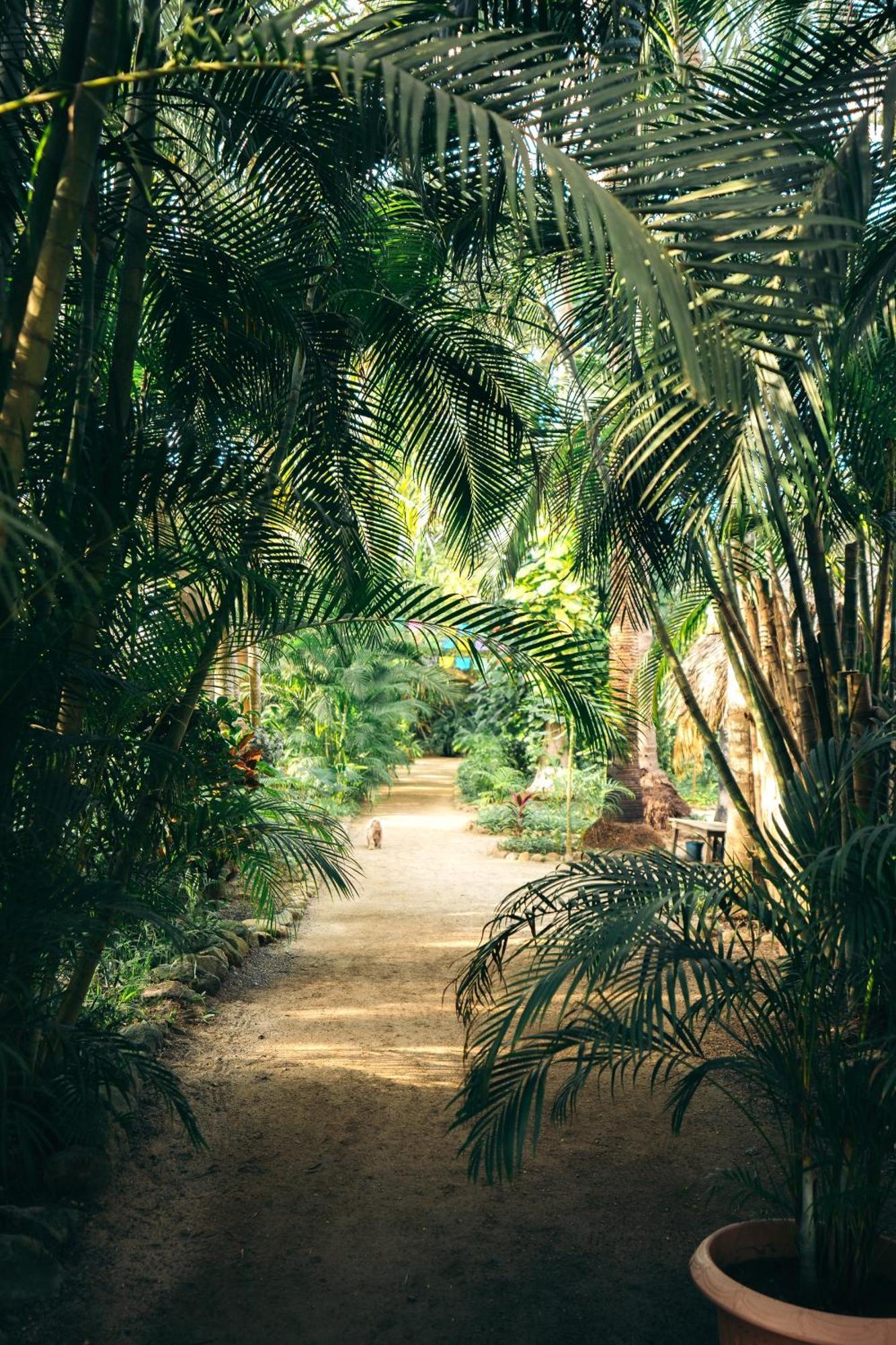 Junto Al Rio Bungalows & Suites Sayulita Kültér fotó
